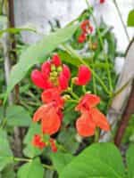 Φασόλι Γίγαντας ''Lady Di'' Σκαλωτό - Image 4