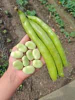 Κουκιά ''Aguadulce Supersimonia'' Γίγας - Image 2