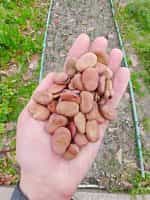 Κουκιά ''Aguadulce Supersimonia'' Γίγας - Image 3