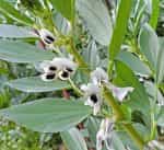 Κουκιά ''Aguadulce Supersimonia'' Γίγας - Image 4