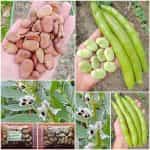 Κουκιά ''Aguadulce Supersimonia'' Γίγας