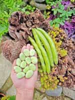 Κουκιά ''Masterpiece'' Γίγας - Image 3