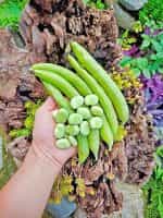 Κουκιά ''Masterpiece'' Γίγας - Image 4