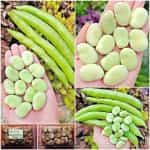 Κουκιά ''Masterpiece'' Γίγας