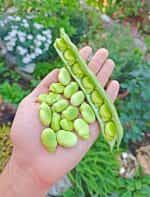 Κουκιά ''Histal'' - Image 2