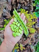 Κουκιά ''Histal'' - Image 3