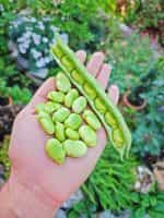 Κουκιά ''Histal'' - Image 4