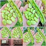 Κουκιά ''Histal''