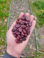 Μωβ Κουκιά - Image 2