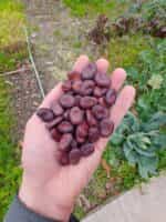 Μωβ Κουκιά - Image 3