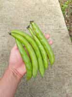 Μωβ Κουκιά - Image 4