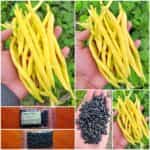 Φασολάκι ''Rocquencourt'' Καθιστό