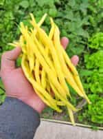 Φασολάκι ''Rocquencourt'' Καθιστό - Image 2