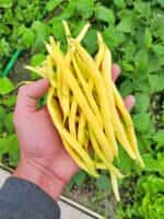 Φασολάκι ''Rocquencourt'' Καθιστό - Image 3