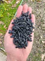 Φασολάκι ''Rocquencourt'' Καθιστό - Image 4