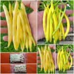 Φασολάκι ''Berggold'' Καθιστό