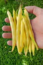 Φασολάκι ''Berggold'' Καθιστό - Image 2