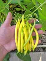 Φασολάκι ''Berggold'' Καθιστό - Image 3