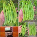 Φασολάκι Γίγας ''Garrafal'' Καθιστό