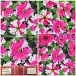 Πετούνια ''Karkulka'' F1