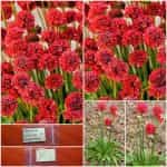 Αρμέρια Κόκκινη ''Ballerina Red''