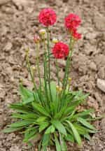 Αρμέρια Κόκκινη ''Ballerina Red'' - Image 2