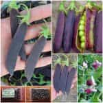Αρακάς Μωβ ''Purple Blauwschokker''