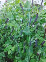 Αρακάς ''Blauwschokker'' Μωβ Παραδοσιακός BIO - Image 5