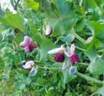 Αρακάς Μωβ ''Purple Blauwschokker'' - Image 6
