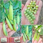 Αρακάς ''Half Pint'' Νάνος