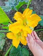 Κολοκυθάκι + Ανθός ''Alberello Valery'' Παραδοσιακό - Image 3