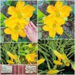 Κολοκυθάκι + Ανθός ''Alberello Valery'' Παραδοσιακό