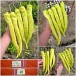 Πιπεριά Καυτερή ''Iancu'' F1