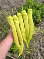 Πιπεριά Καυτερή ''Iancu'' F1 - Image 2