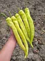 Πιπεριά Καυτερή ''Iancu'' F1 - Image 3