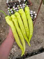 Πιπεριά Καυτερή ''Iancu'' F1 - Image 4