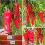 Πιπεριά Φλωρίνης ''Kapia'' F1