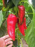 Πιπεριά Φλωρίνης ''Kapia'' F1 - Image 2