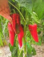 Πιπεριά Φλωρίνης ''Kapia'' F1 - Image 3