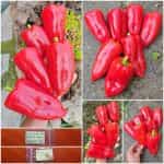 Πιπεριά Φλωρίνης ''Kaptur'' F1