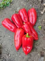 Πιπεριά Φλωρίνης ''Kaptur'' F1 - Image 2