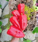 Πιπεριά Φλωρίνης ''Kaptur'' F1 - Image 3