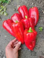 Πιπεριά Φλωρίνης ''Kaptur'' F1 - Image 4