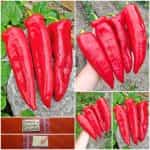 Πιπεριά Φλωρίνης ''Rossano'' F1