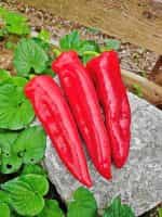 Πιπεριά Φλωρίνης ''Rossano'' F1 - Image 2