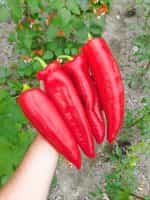 Πιπεριά Φλωρίνης ''Rossano'' F1 - Image 3