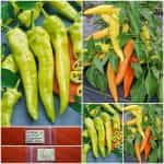 Πιπεριά ''Hungarian Yellow Wax'' Καυτερή