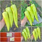 Πιπεριά ''Bounty'' F1 Γλυκιά