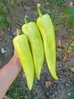 Πιπεριά ''Bounty'' F1 Γλυκιά - Image 2