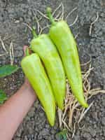 Πιπεριά ''Bounty'' F1 Γλυκιά - Image 3